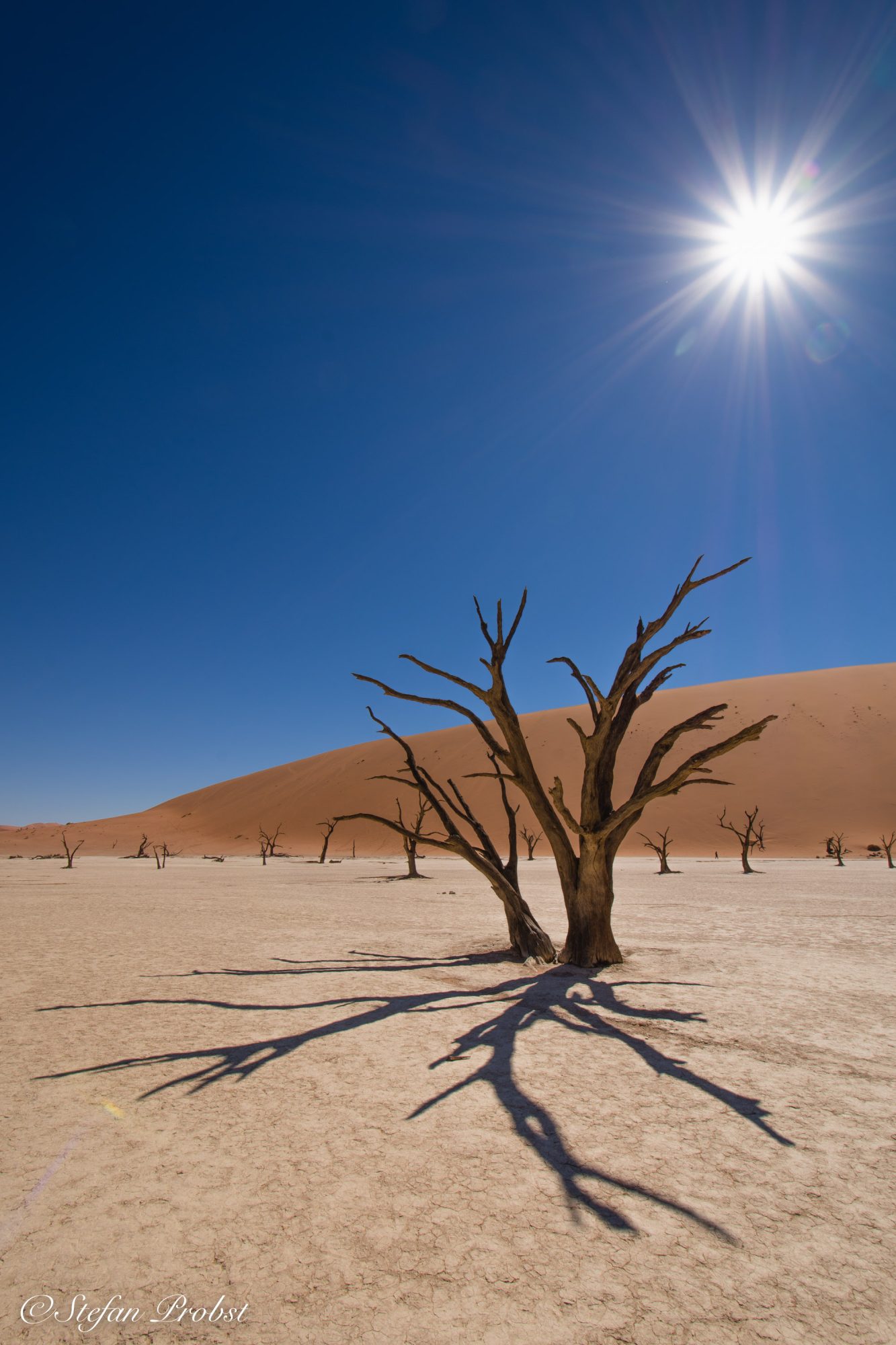 Namibia - Namib - Sossusvlei - Death Vlei - Toter Baum