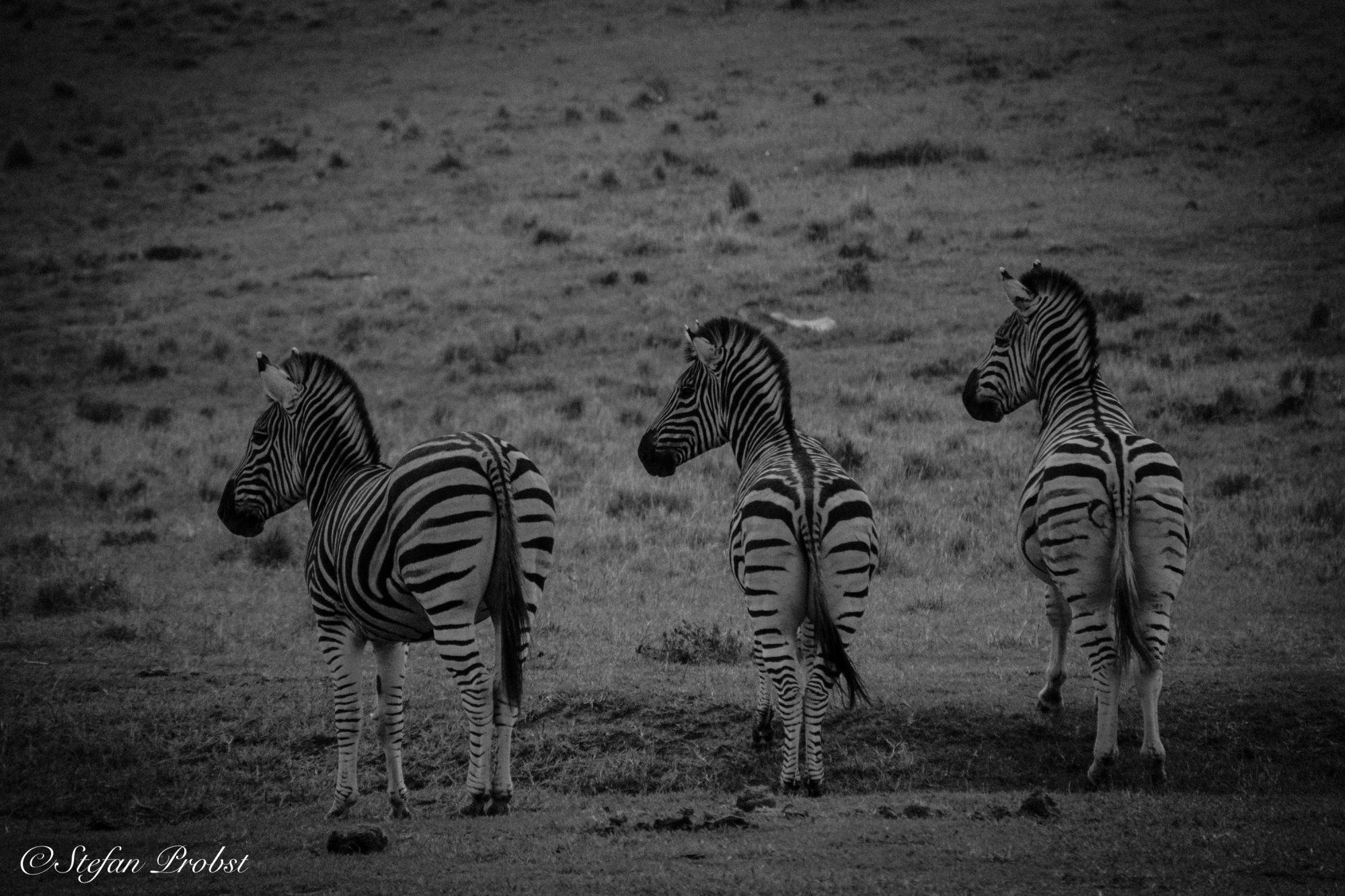 Südafrikas Gardenroute - Drei Zebras mit identischer Blickrichtung im Addo Elephant National Park