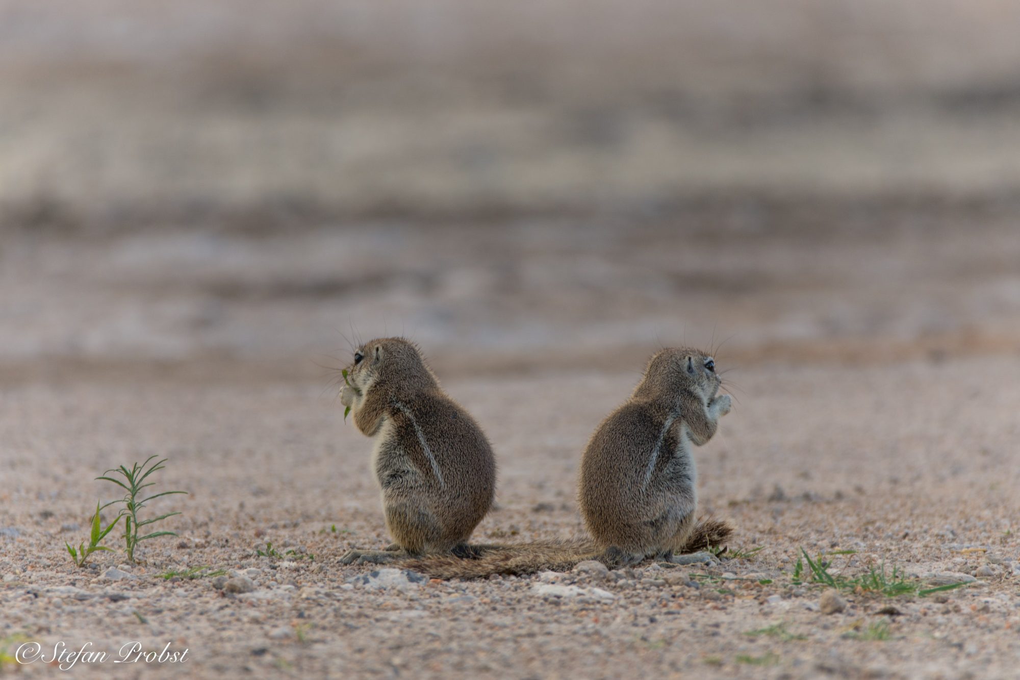 Namibia - Etosha - Gebet Eichhörnchen