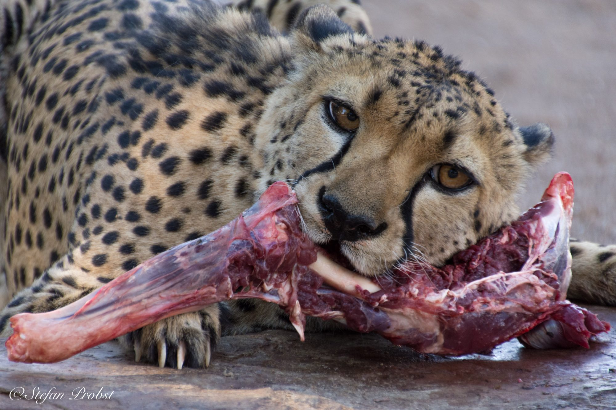 Namibia - Quivertree Forest Camp Keetmanshoop - Gepard (Cheetah)