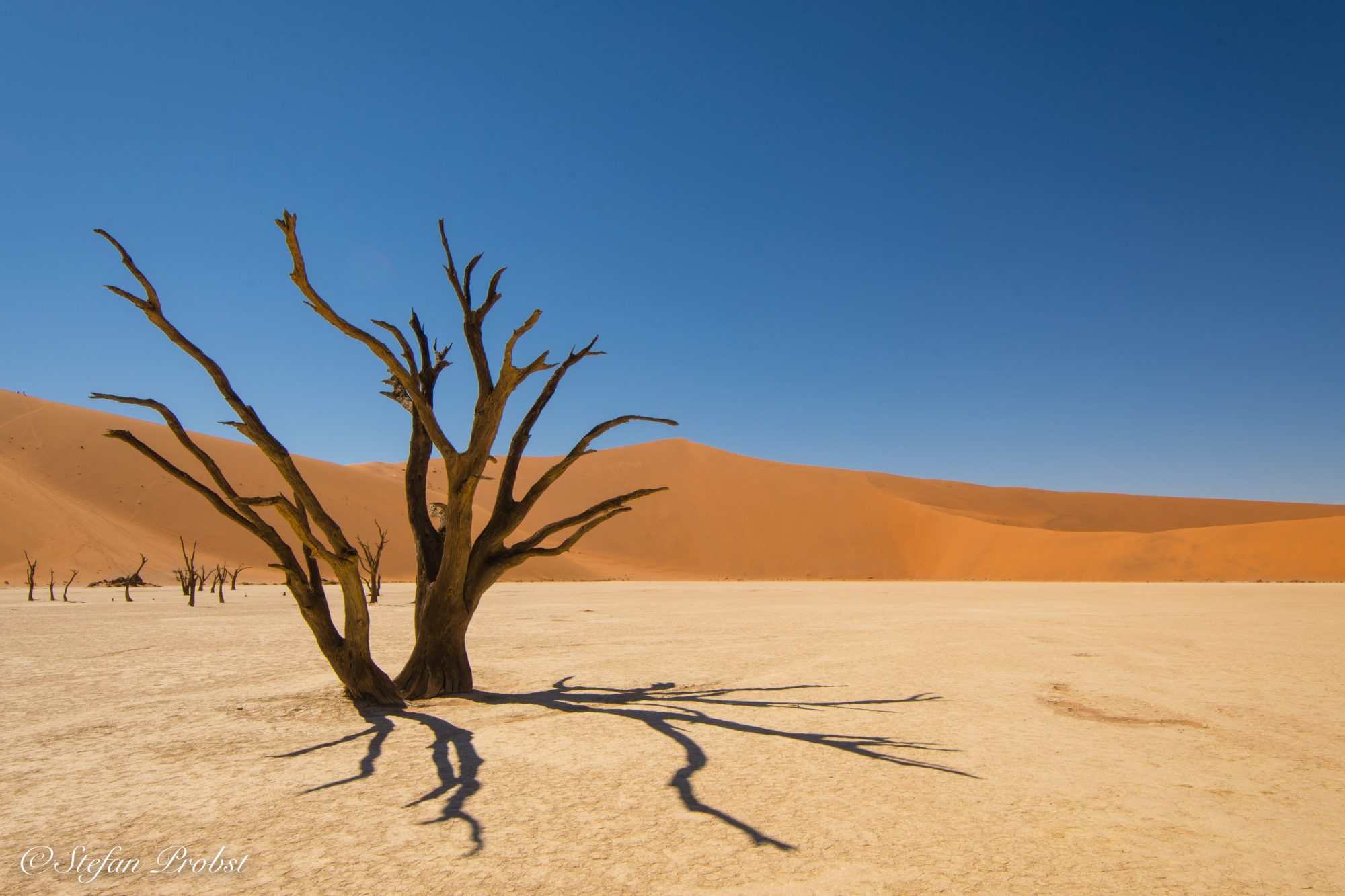 Namibia - Namib - Sossusvlei - Death Vlei - Toter Baum