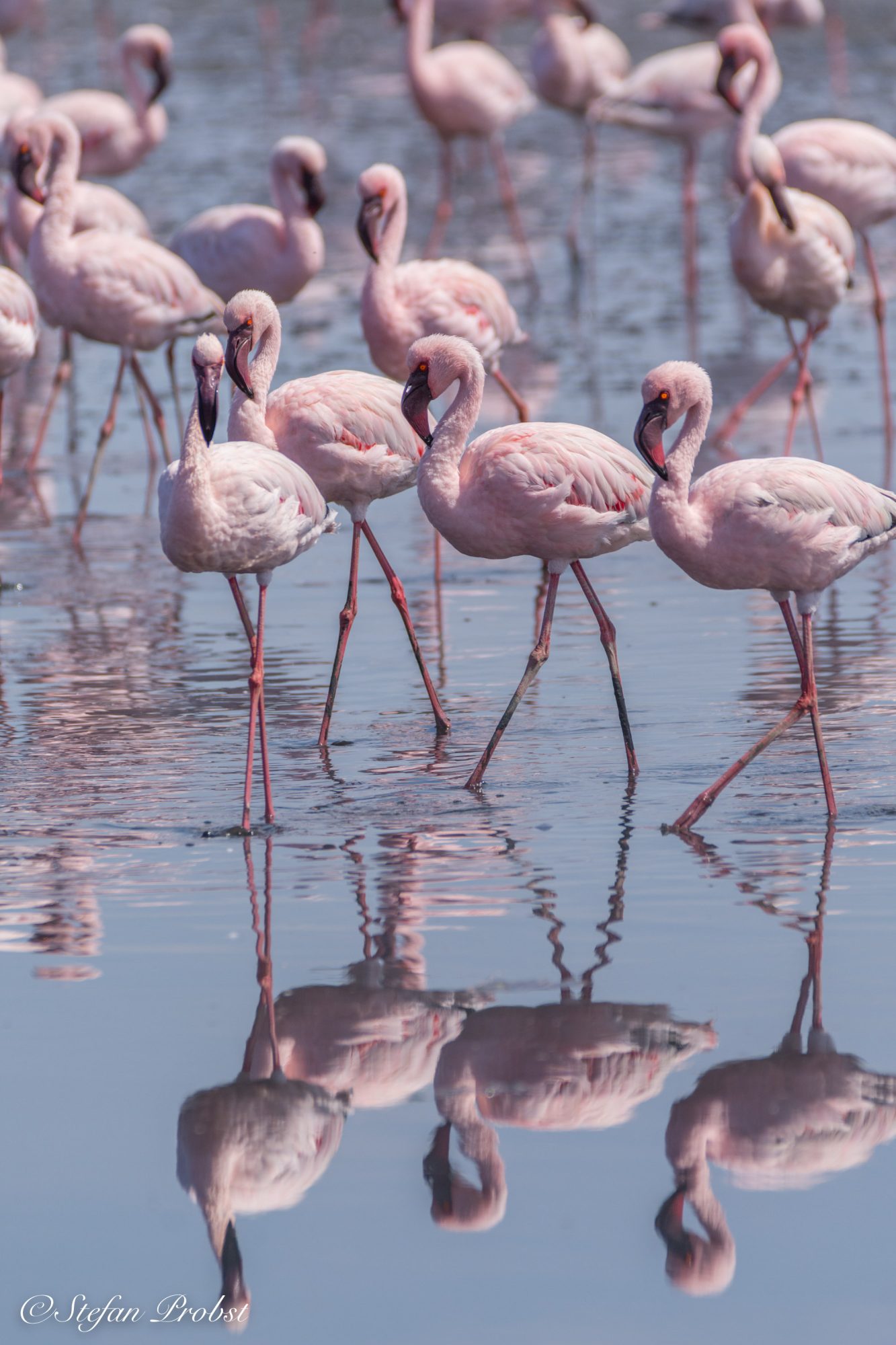 Namibia - Walvis Bay - Flamingo
