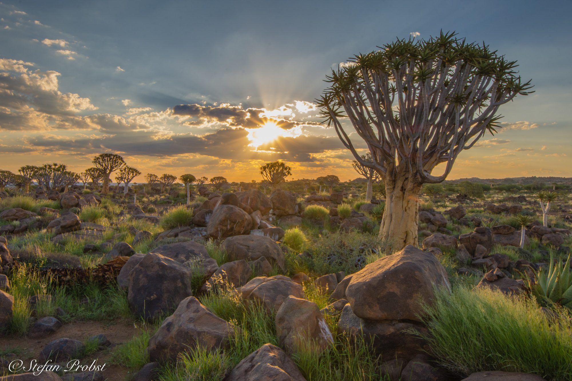 Namibia - Quivertree Forest Keetmanshoop
