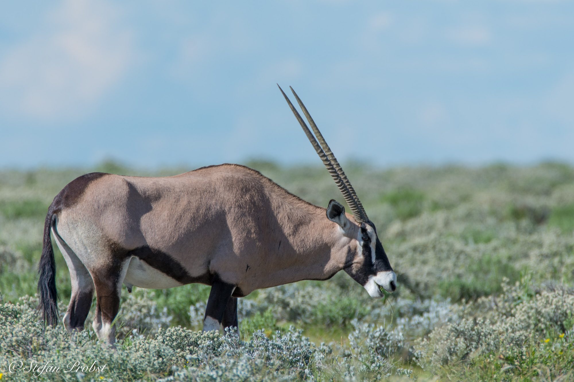 Namibia - Etosha - Oryx (Spießbock)