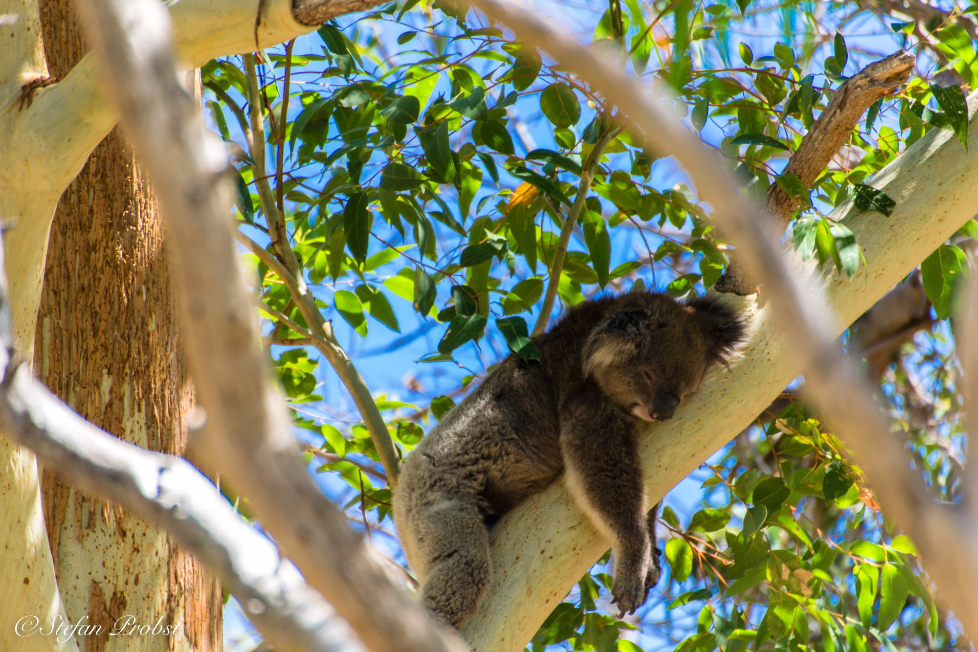 Schlafender Koalabär in einem Eukalyptusbaum