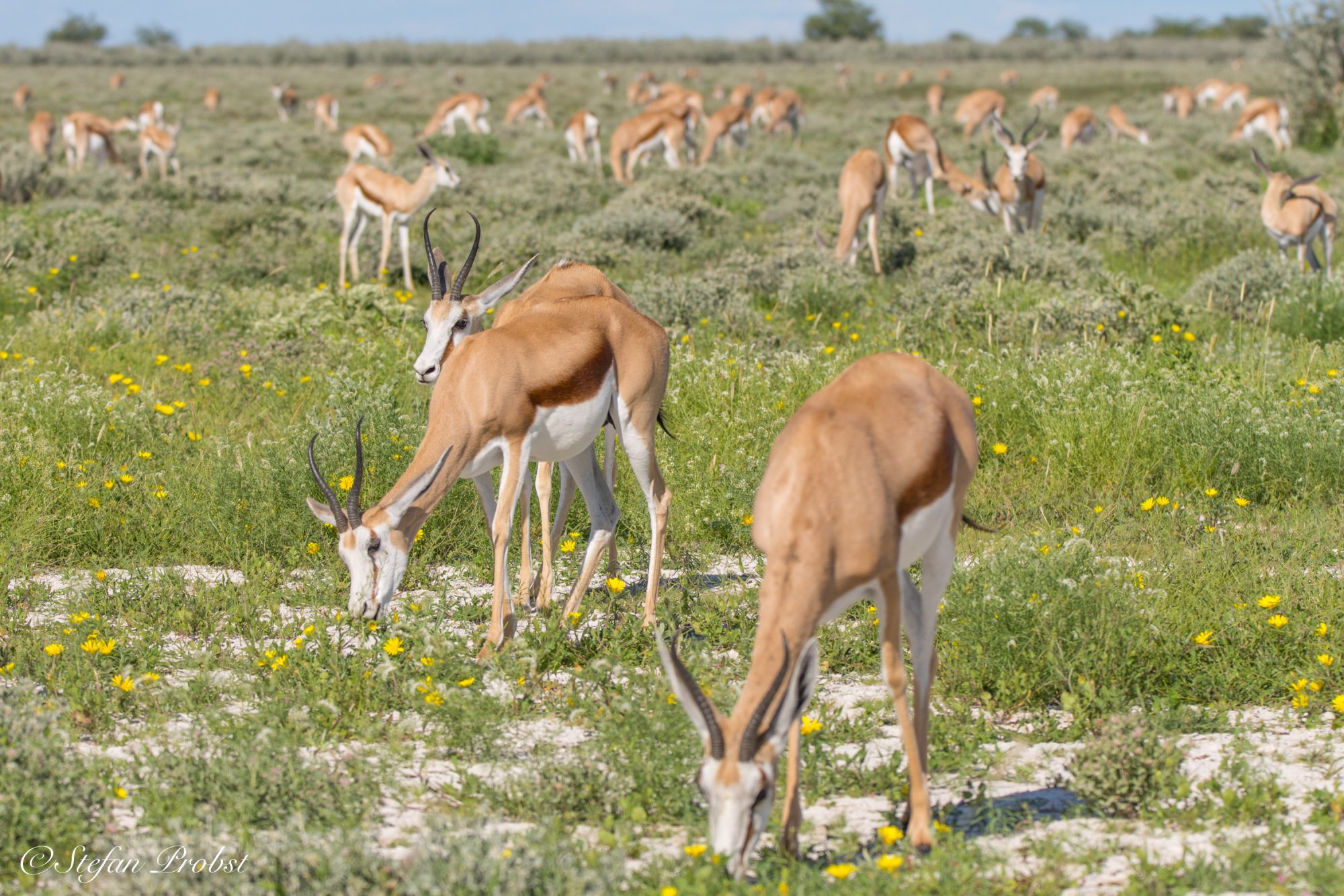 Namibia - Etosha - Springbok (Springbock)