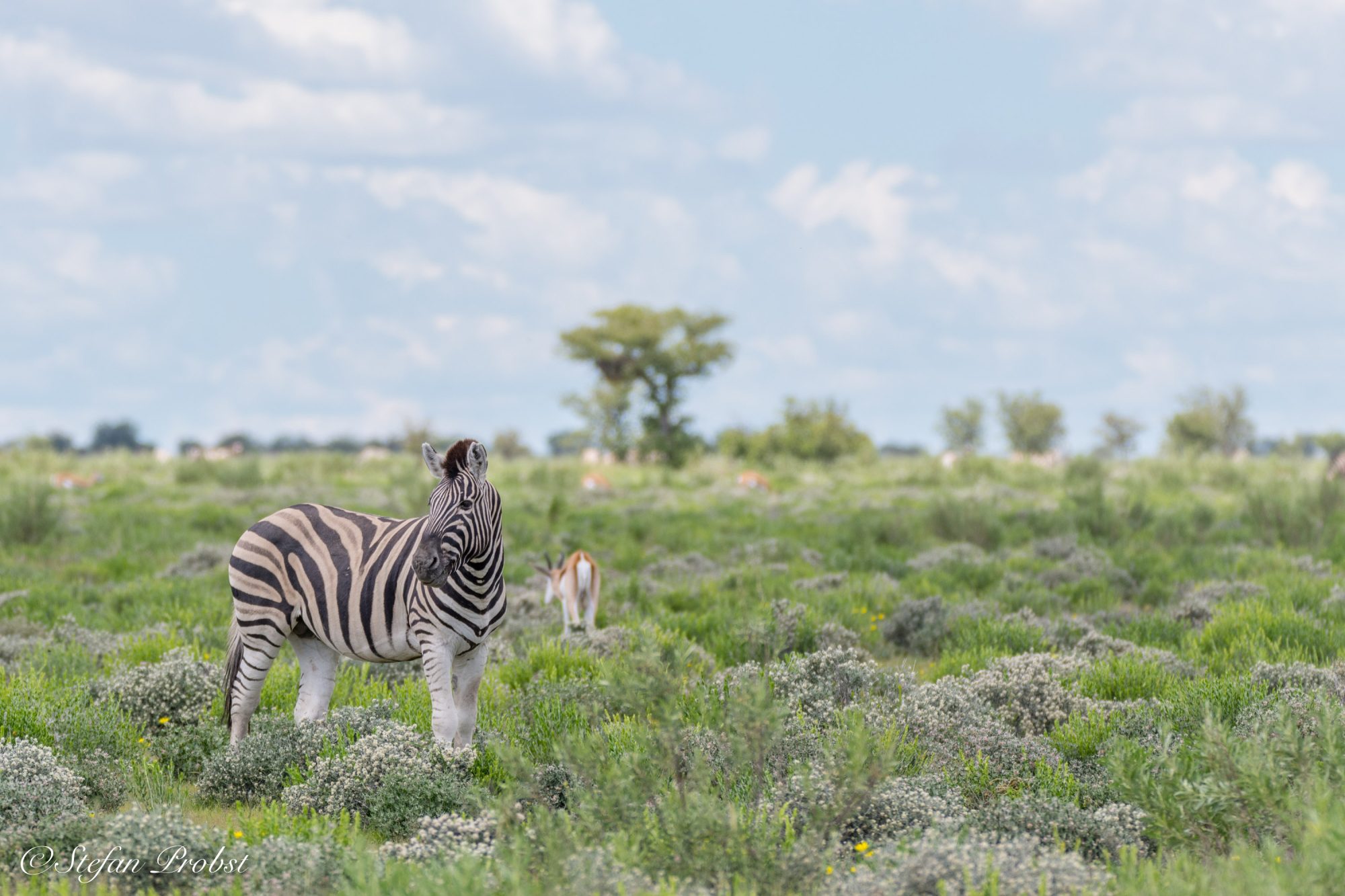 Namibia - Etosha - Zebra