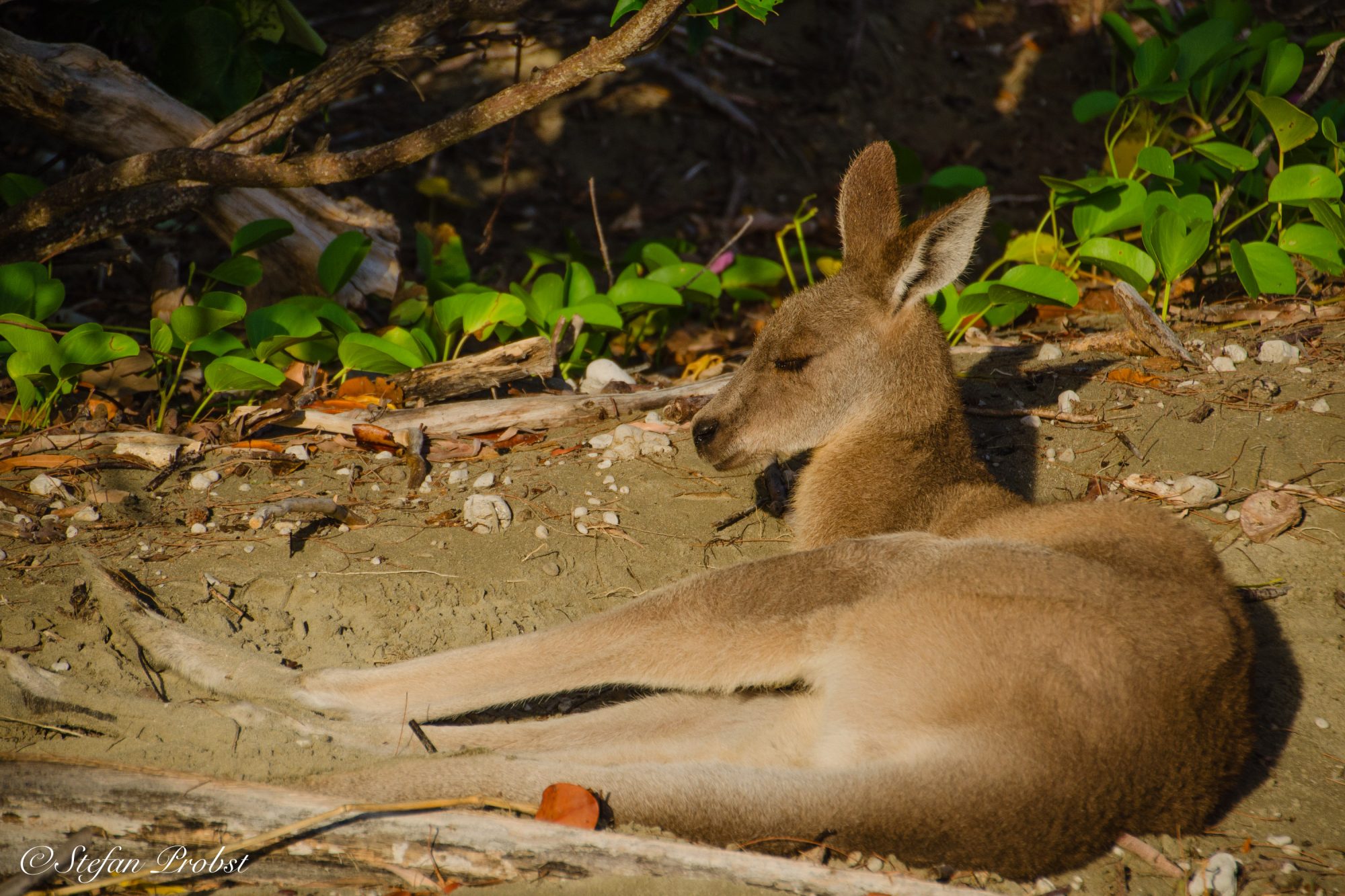 Chillendes Känguru am Alva Beach