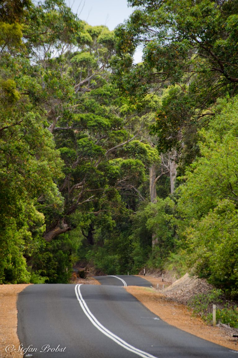 Straße durch einen Eukalyptuswald bei Albany