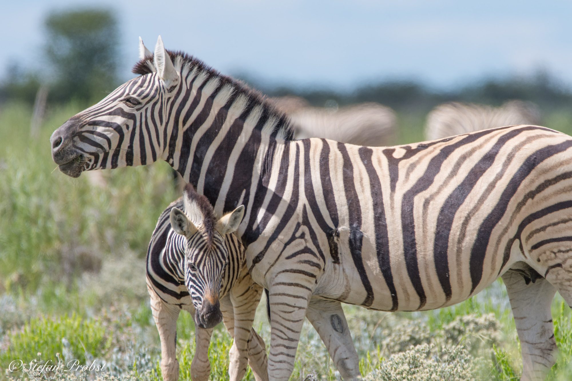 Namibia - Etosha - Zebra