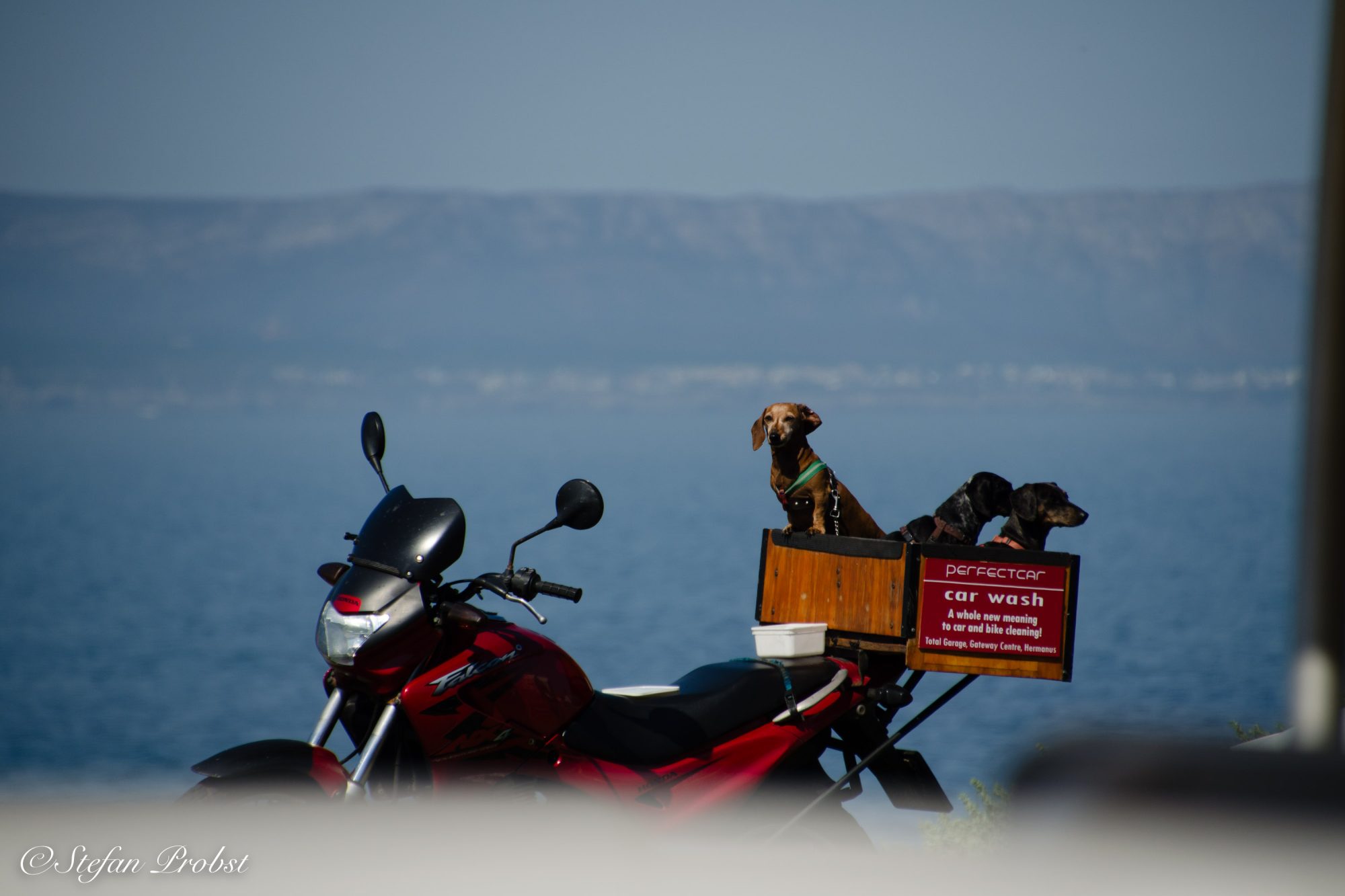Südafrikas Gardenroute - Drei Hunde in auf einem Motorrad mir Werbung für Autowäschen