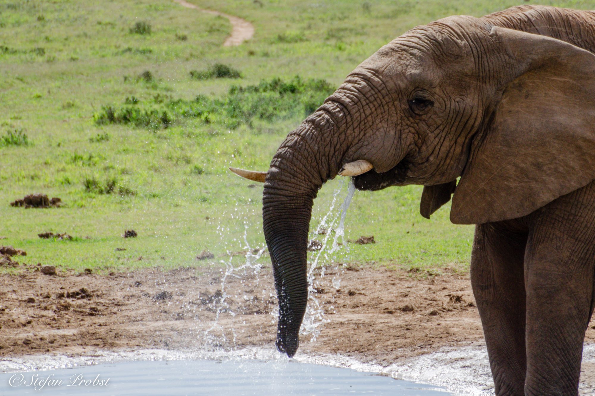 Südafrikas Gardenroute - Elefant an einem Wasserloch im Addo Elephant National Park