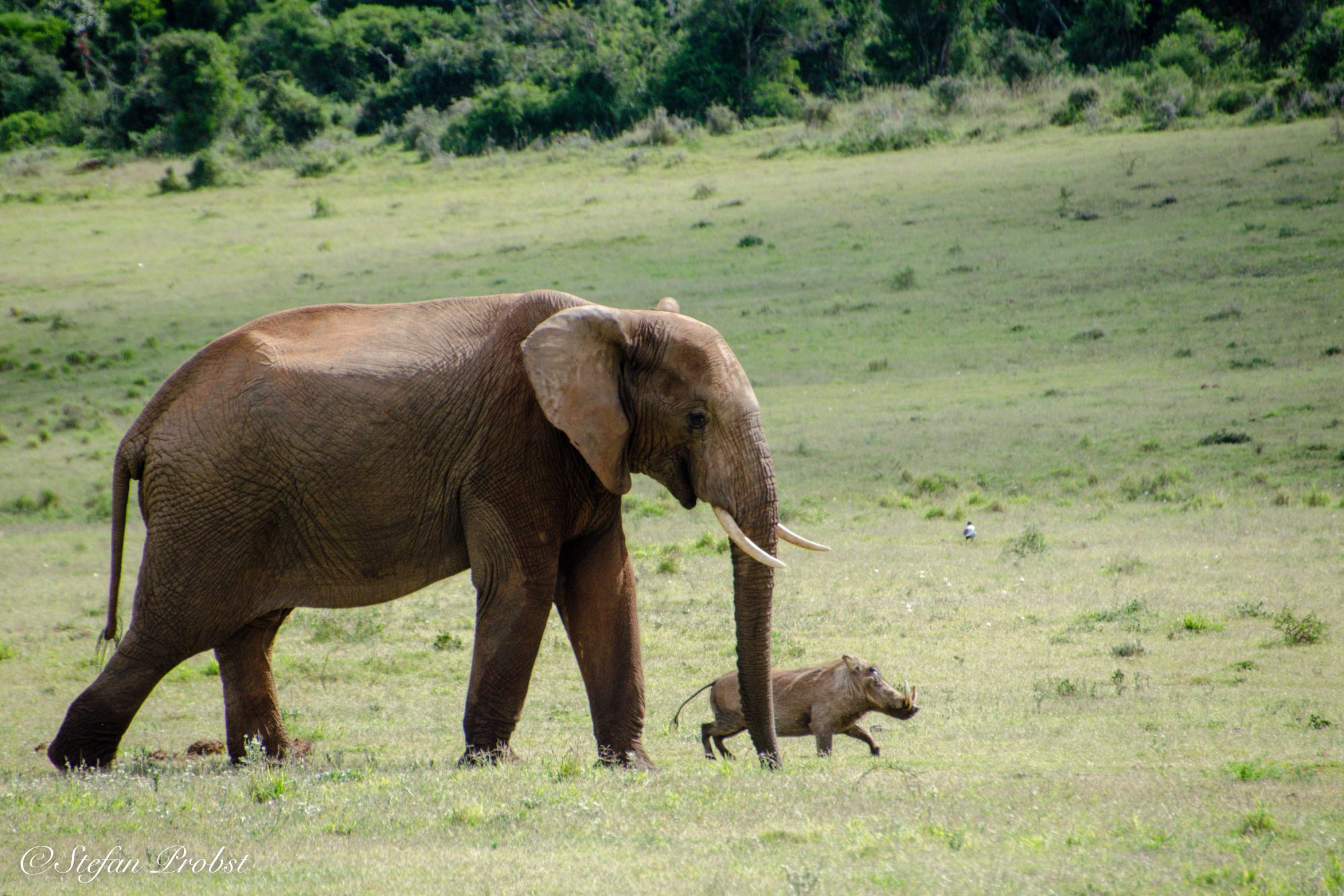 Südafrikas Gardenroute - Elefant und Warzenschweingemeinsam auf dem Weg zu einem Wasserloch im Addo Elephant National Park