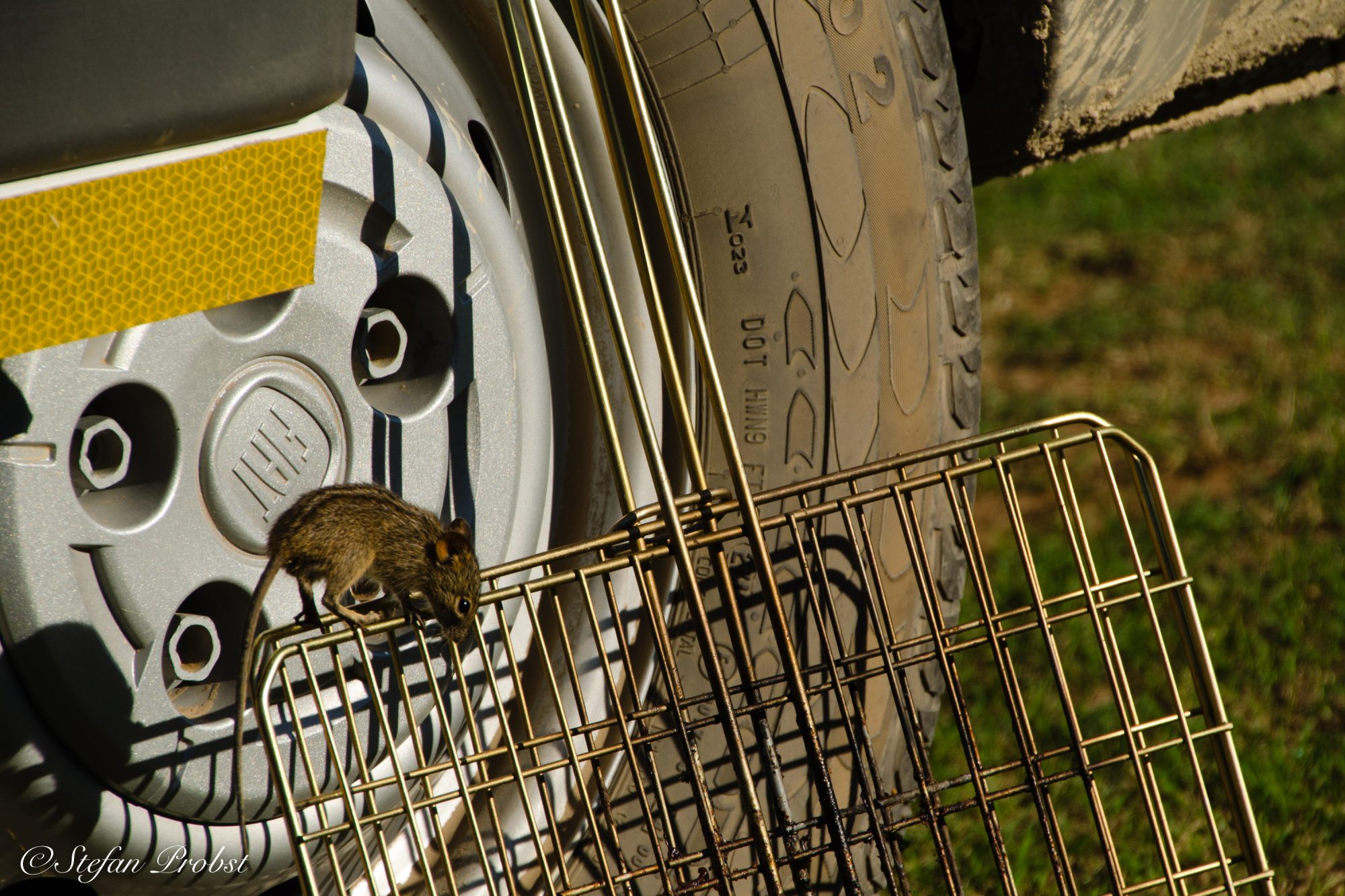Südafrikas Gardenroute - Eine Maus untersucht einen Grillrost der gegen ein Auto lehnt