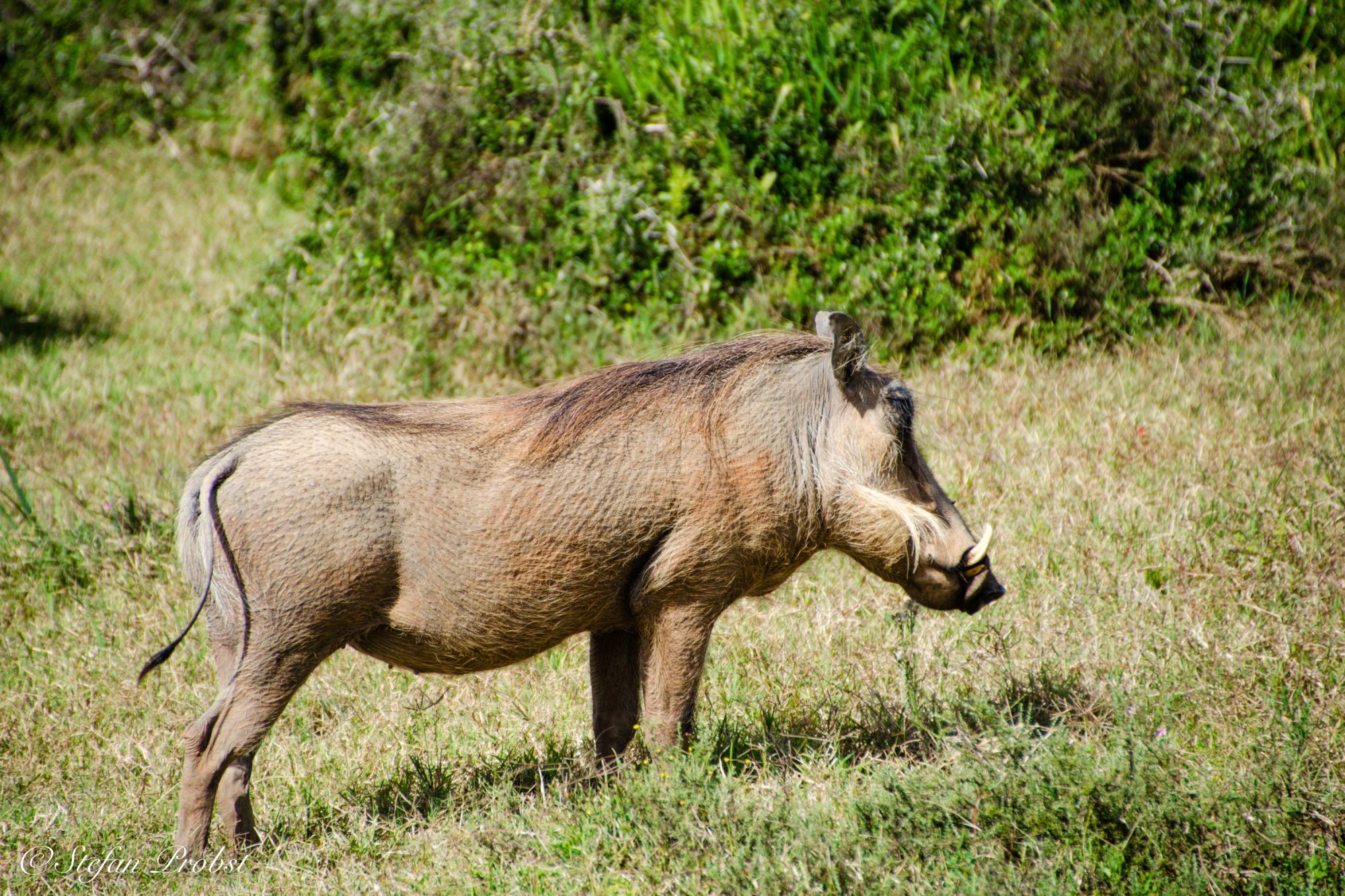 Südafrikas Gardenroute - Warzenschwein im Addo Elephant National Park