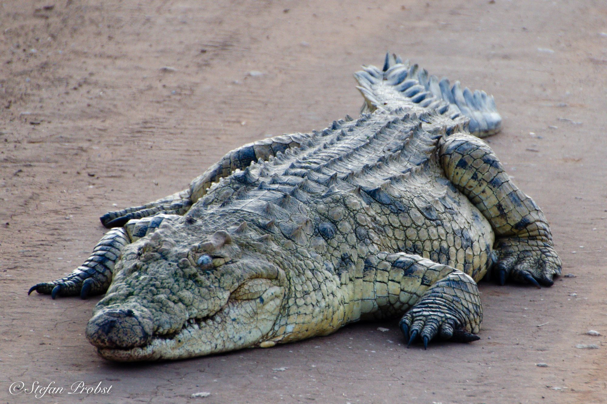 Südafrikas Gardenroute - Krokodil auf einer Sandpiste im Addo Elephant National Park