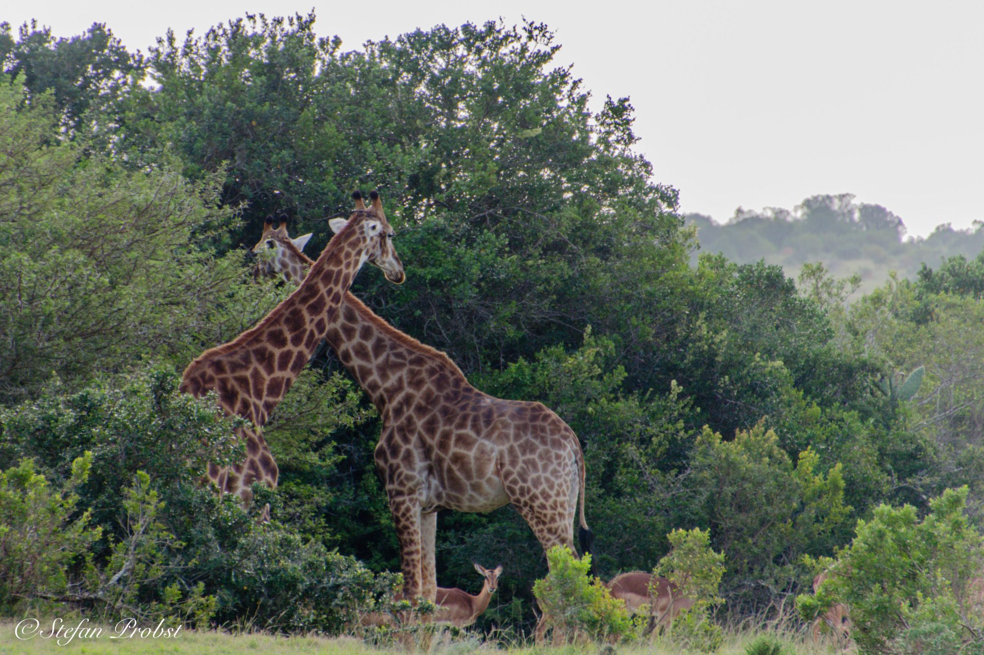 Südafrikas Gardenroute - Zwei Zebras und Springböcke im Addo Elephant National Park
